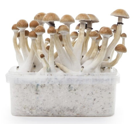 Indian Spirit ''Thai'' Mushroom Growkit