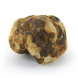 Mush Magic ''Tampanensis'' Magic Truffle 15g